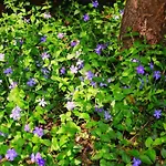 In Mit Schoenem Garten By Interhome Feriehus *