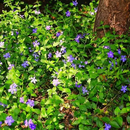 In Mit Schoenem Garten By Interhome Сasa de vacaciones *