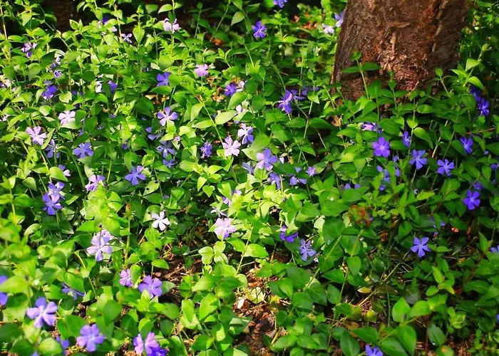 In Mit Schoenem Garten By Interhome Сasa de vacaciones *