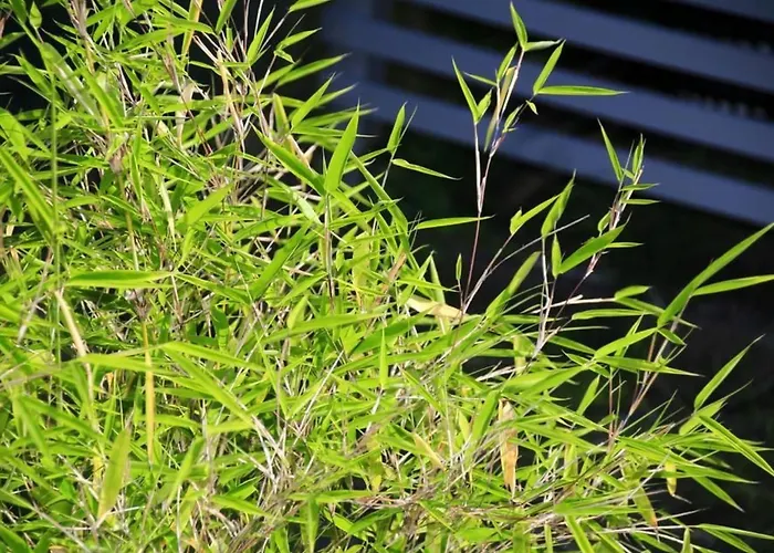 In Mit Schoenem Garten By Interhome